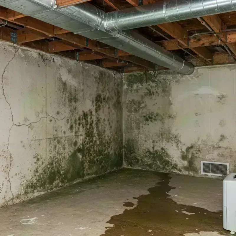 Professional Mold Removal in Two Rivers, WI